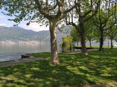 Alberi lungo il lago con montagne sullo sfondo.