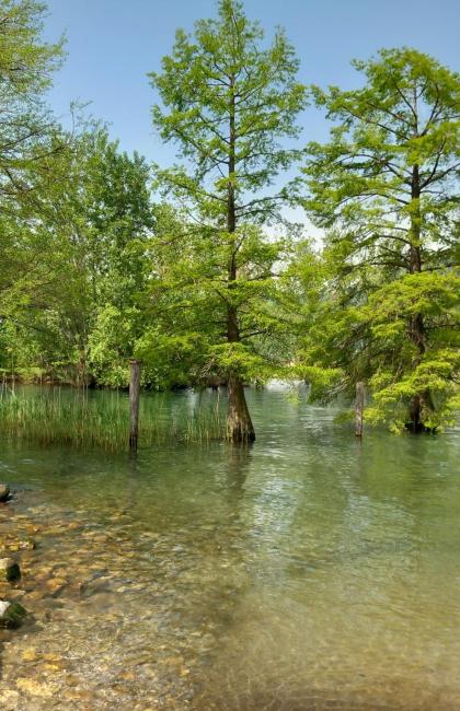 Trees in water near a lakeshore, surrounded by mountains.