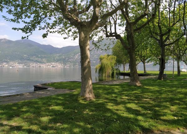 Alberi lungo il lago con montagne sullo sfondo.